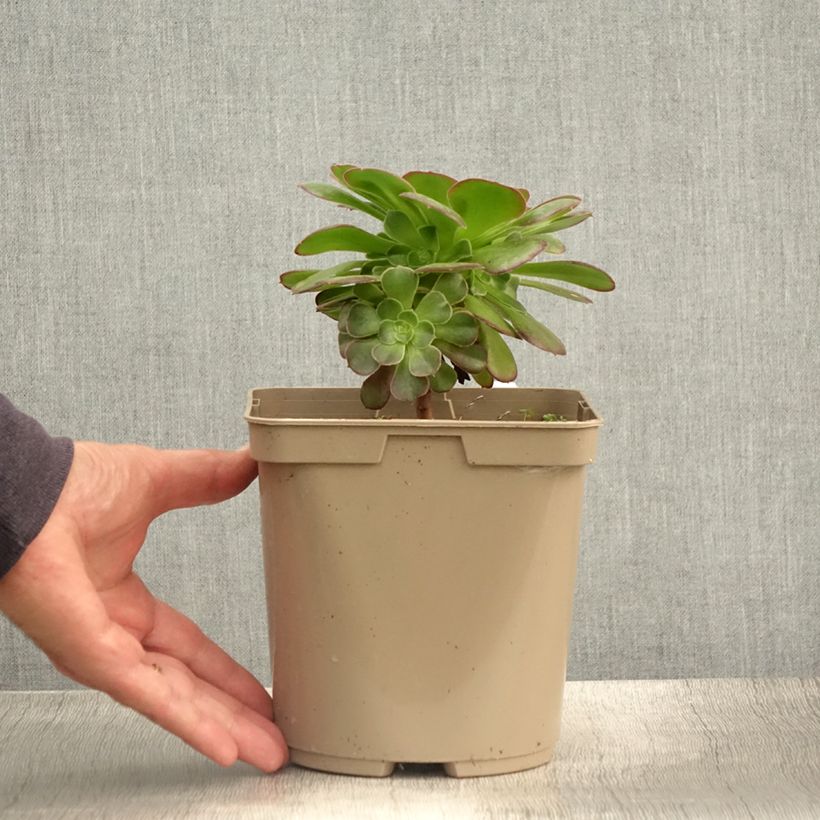 Esemplare di Aeonium arboreum Garnet Vaso da 3L/4L consegnato in estate