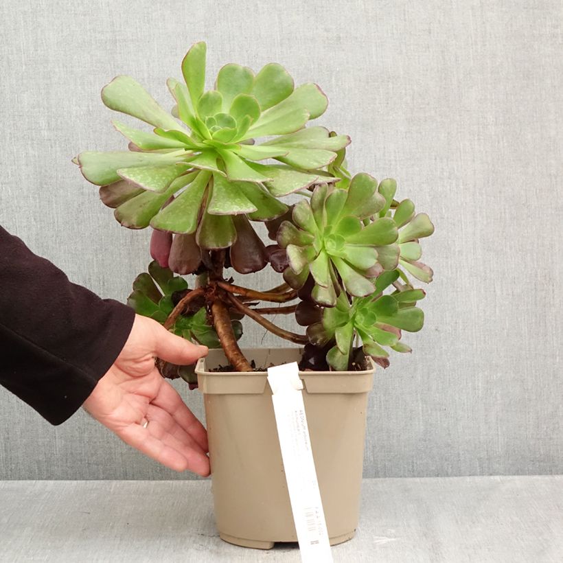 Esemplare di Aeonium arboreum Kilimandjaro Vaso da 3L/4L come consegnato in autunno