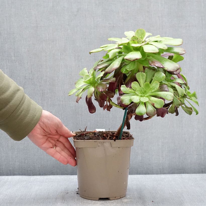 Aeonium arboreum Kilimandjaro Vaso da 3L/4L esemplare consegnato in inverno