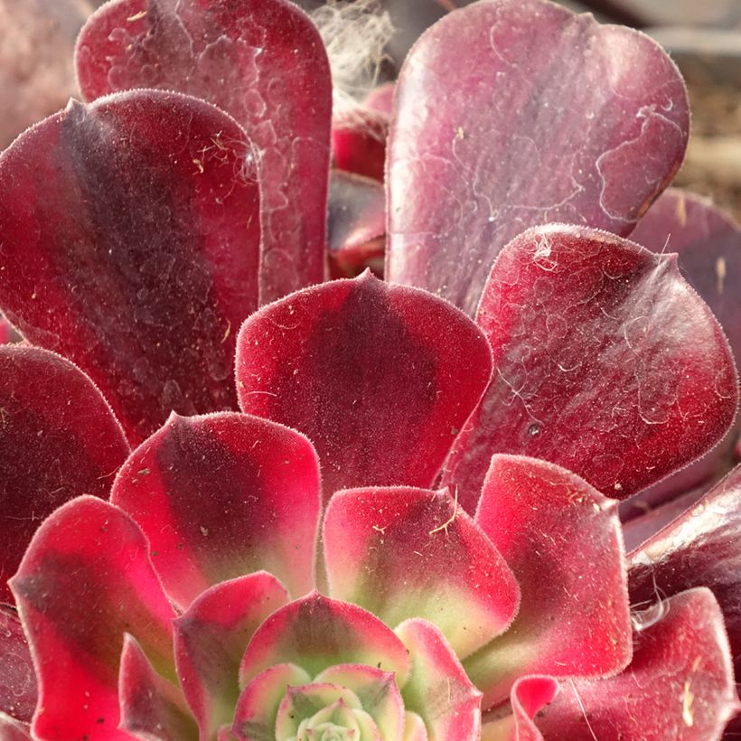 Aeonium arboreum Medusa (Fogliame)