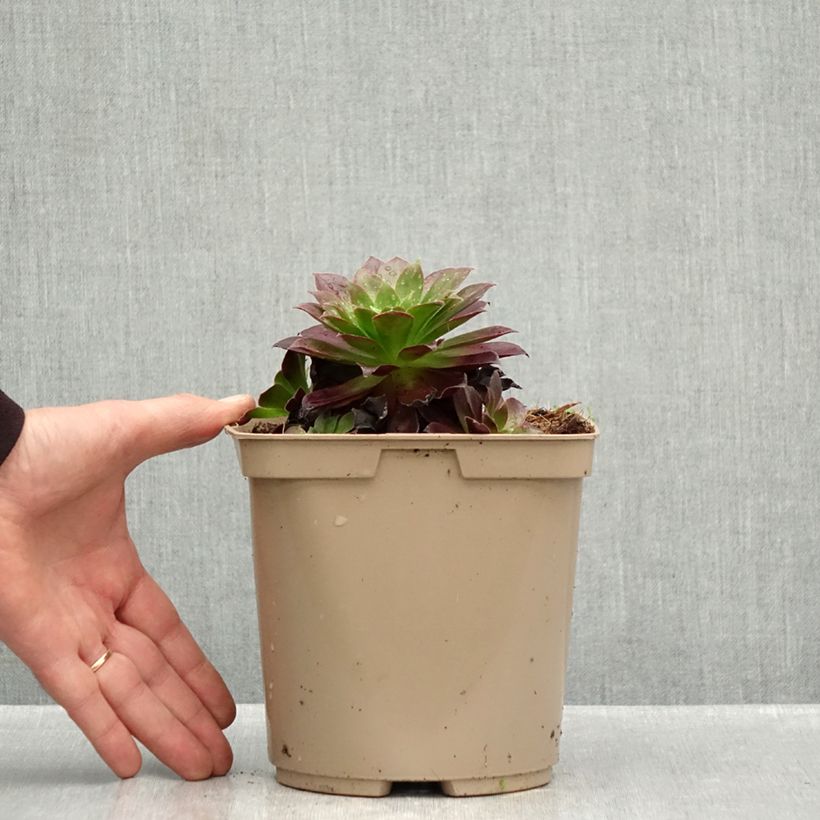 Esemplare di Aeonium arboreum Phoenix Flame Vaso da 3L/4L come consegnato in autunno