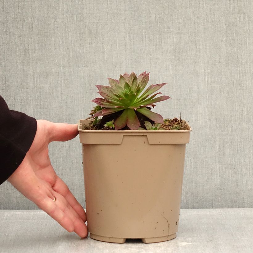 Aeonium arboreum Phoenix Flame Vaso da 3L/4L esemplare consegnato in inverno