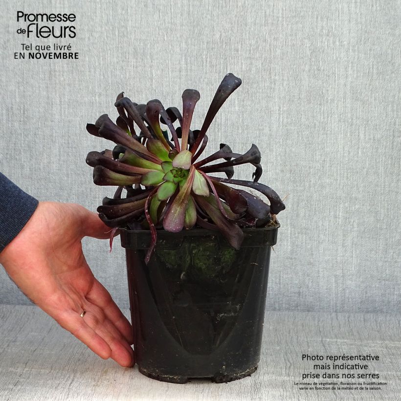 Esemplare di Aeonium arboreum var. atropurpureum Zwartkop Vaso da 3L/4L come consegnato in autunno