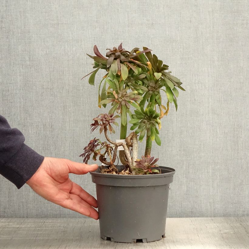 Aeonium arboreum var. atropurpureum Zwartkop Vaso da 3L/4L esemplare consegnato in primavera