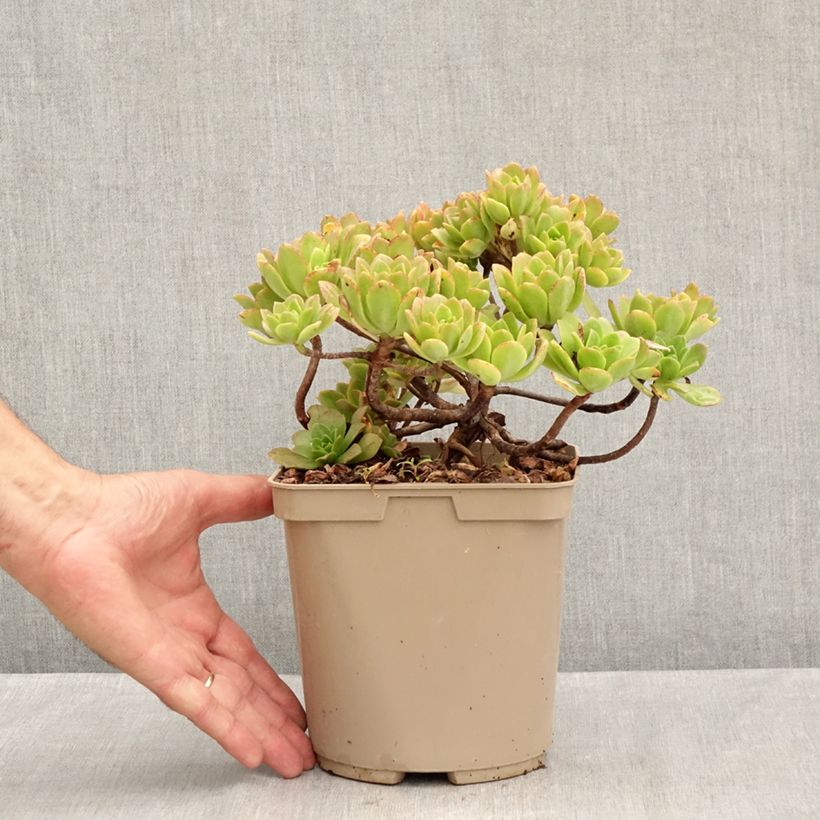 Esemplare di Aeonium Bronze Medal Vaso da 3L/4L consegnato in estate