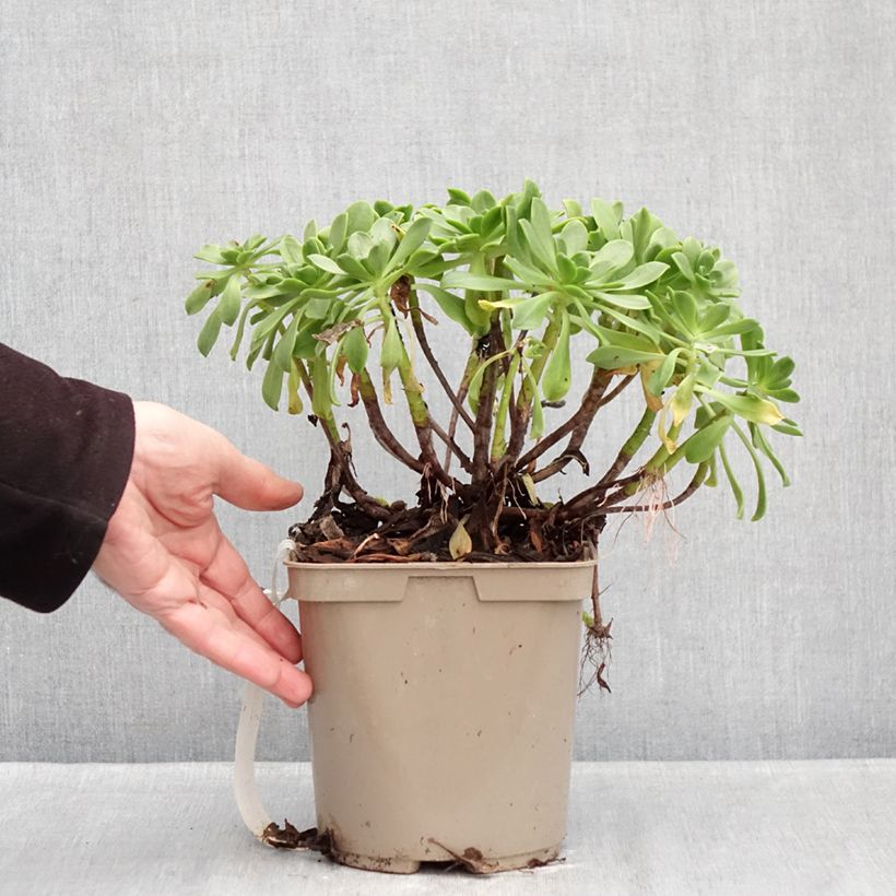 Aeonium Bronze Medal Vaso da 3L/4L esemplare consegnato in inverno