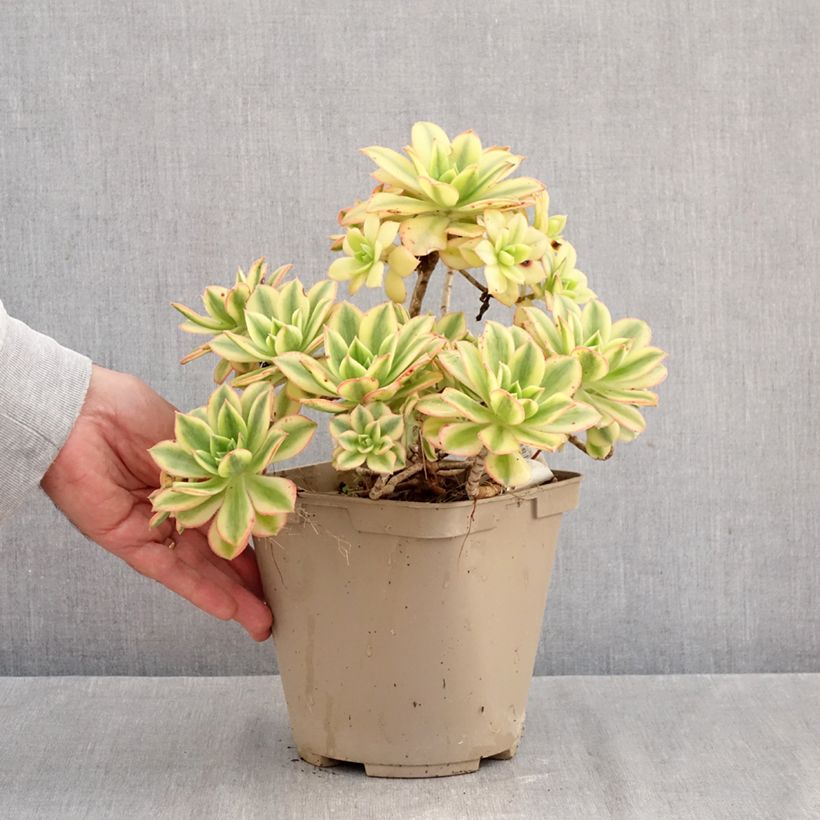 Esemplare di Aeonium Floresens Vaso da 3L/4L come consegnato in autunno