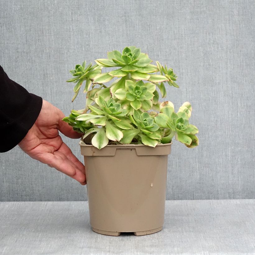 Aeonium Floresens Vaso da 3L/4L esemplare consegnato in primavera