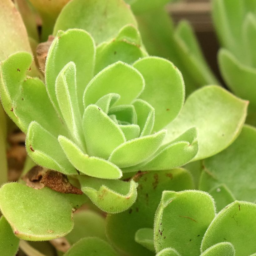 Aeonium Goblin (Fogliame)
