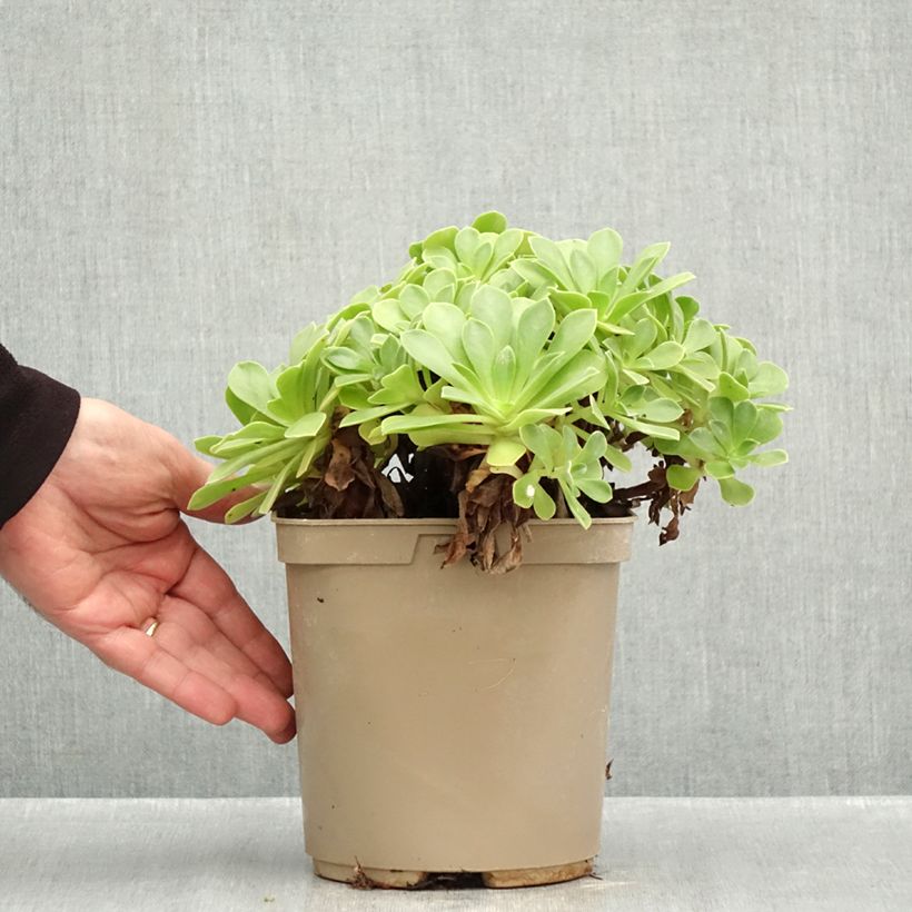 Esemplare di Aeonium Goblin Vaso da 3L/4L come consegnato in autunno
