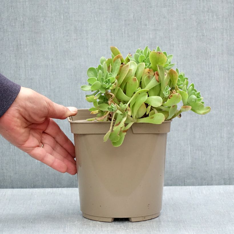 Aeonium Goblin Vaso da 3L/4L esemplare consegnato in primavera