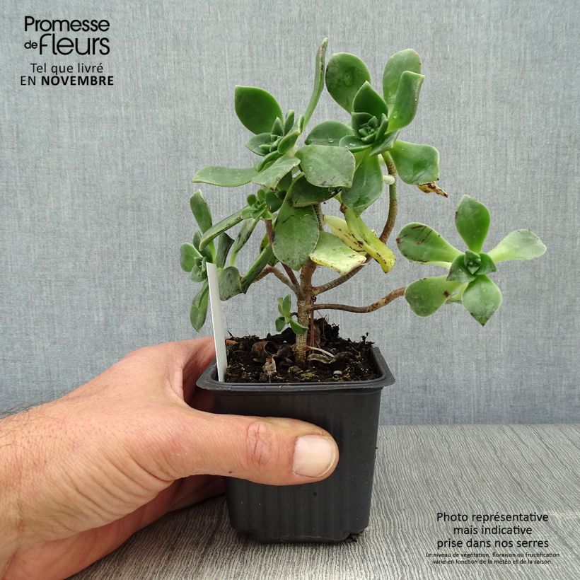 Esemplare di Aeonium haworthii Vasetto da 8/9 cm come consegnato in autunno