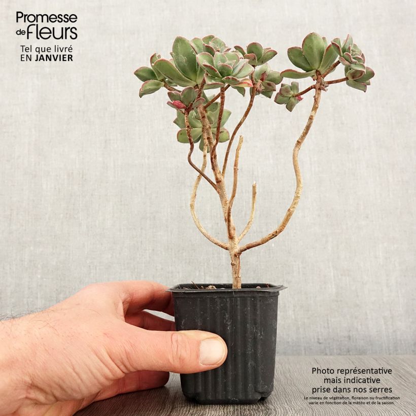 Aeonium haworthii Vasetto da 8/9 cm esemplare consegnato in inverno