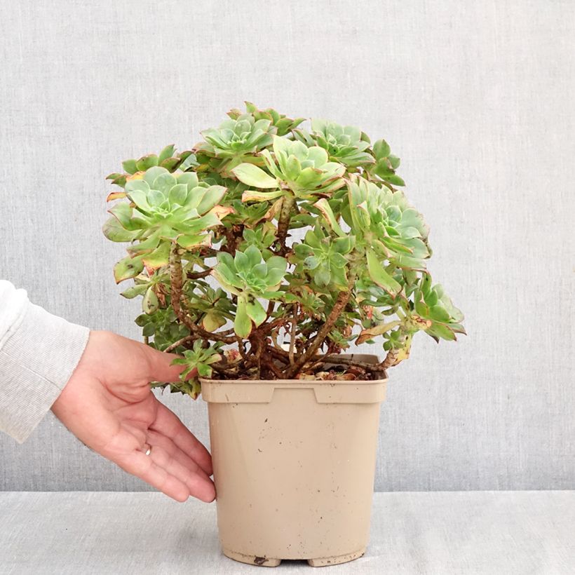 Esemplare di Aeonium Mary Ann Kunkel Vaso da 3L/4L come consegnato in autunno