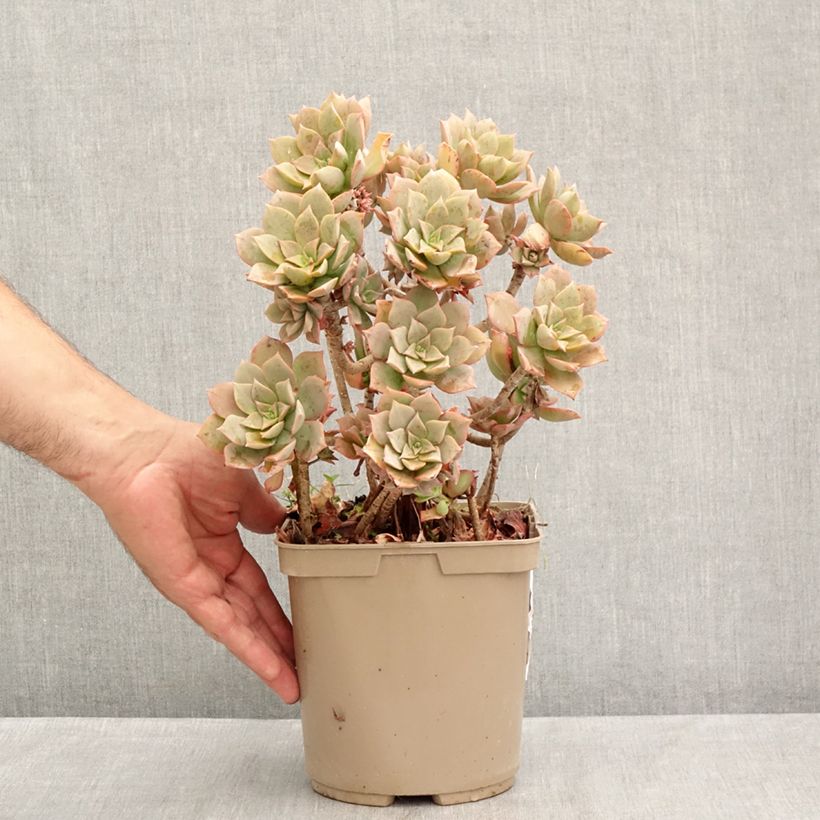 Esemplare di Aeonium Mary Ann Kunkel Vaso da 3L/4L consegnato in estate