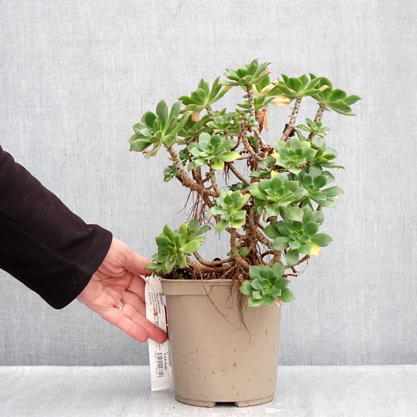 Aeonium Mary Ann Kunkel Vaso da 3L/4L esemplare consegnato in inverno