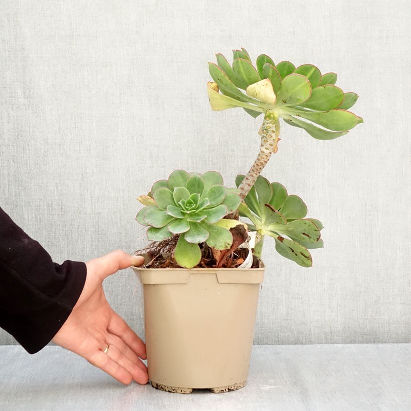 Esemplare di Aeonium Starburst Vaso da 3L/4L come consegnato in autunno