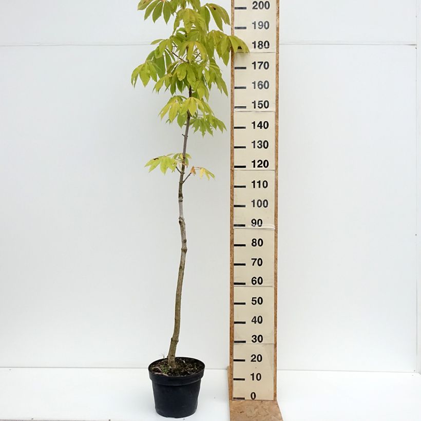 Esemplare di Aesculus chinensis - Marronnier de Chine Vaso da 12L/15L consegnato in estate