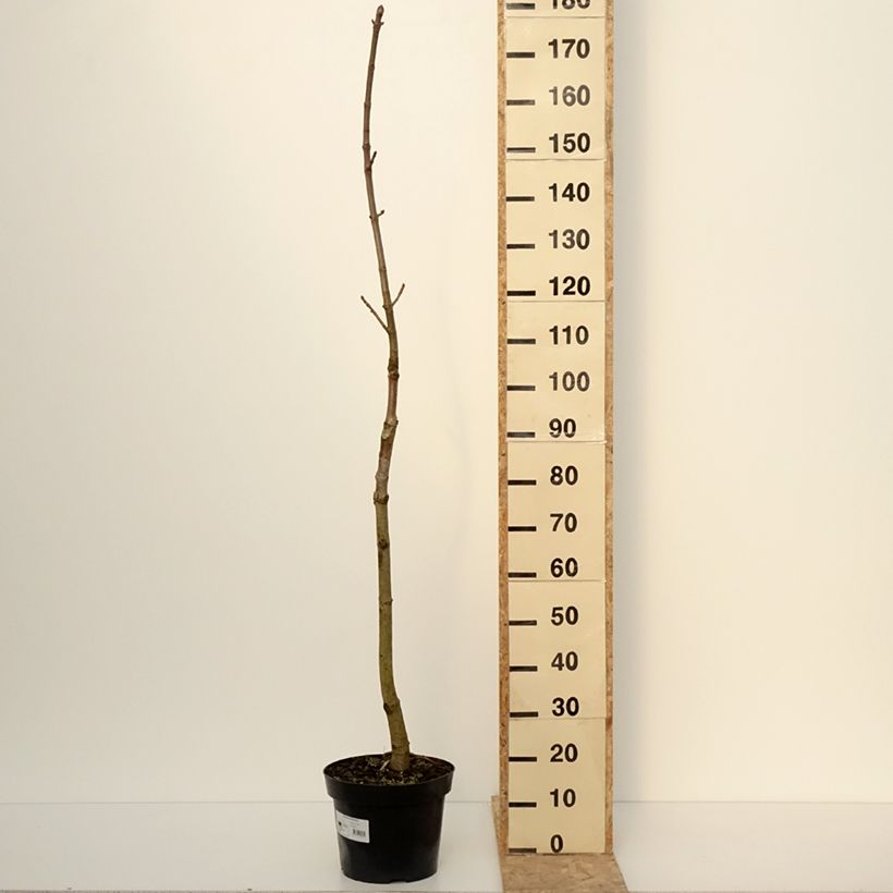 Aesculus chinensis - Ippocastano Vaso da 12L/15L esemplare consegnato in inverno