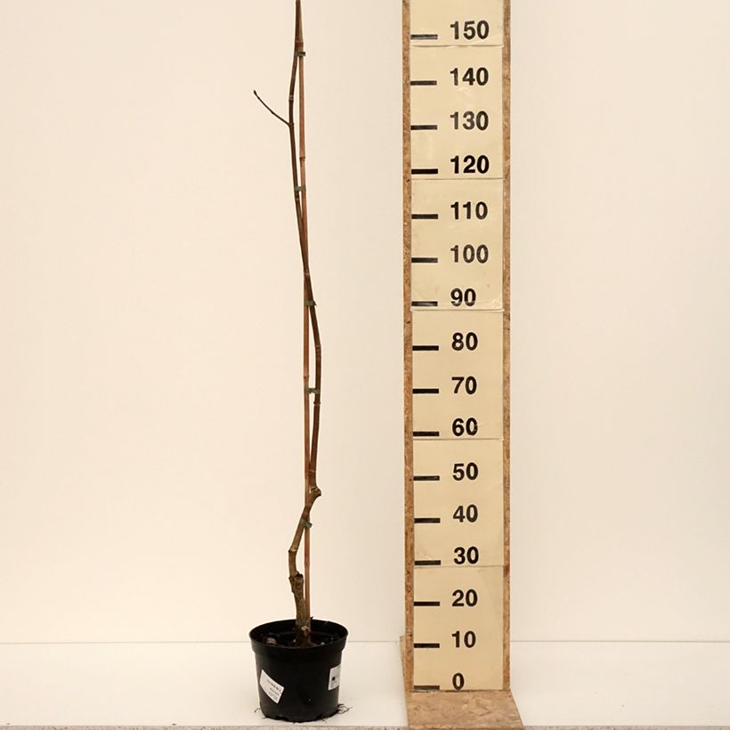 Aesculus x dallimorei - Marronnier chimère de Dallimore Vaso da 4L/5L esemplare consegnato in inverno