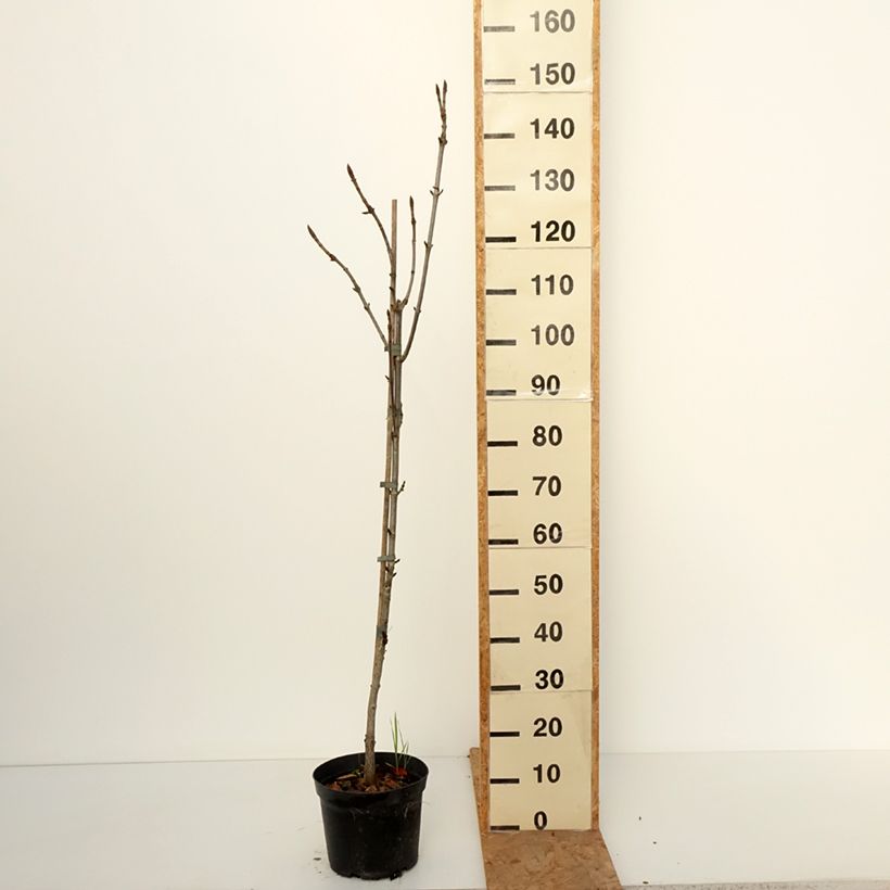 Esemplare di Aesculus Digitata - Ippocastano Vaso da 4L/5L come consegnato in autunno