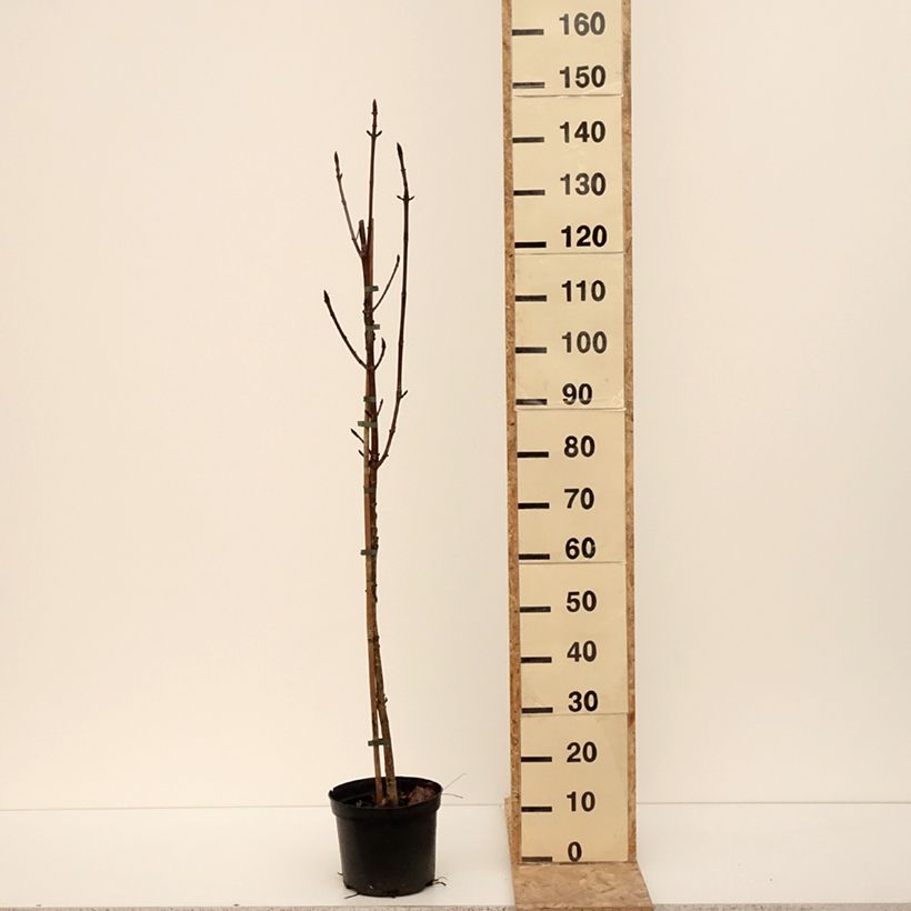 Aesculus Digitata - Marronnier commun hybride Vaso da 4L/5L esemplare consegnato in inverno