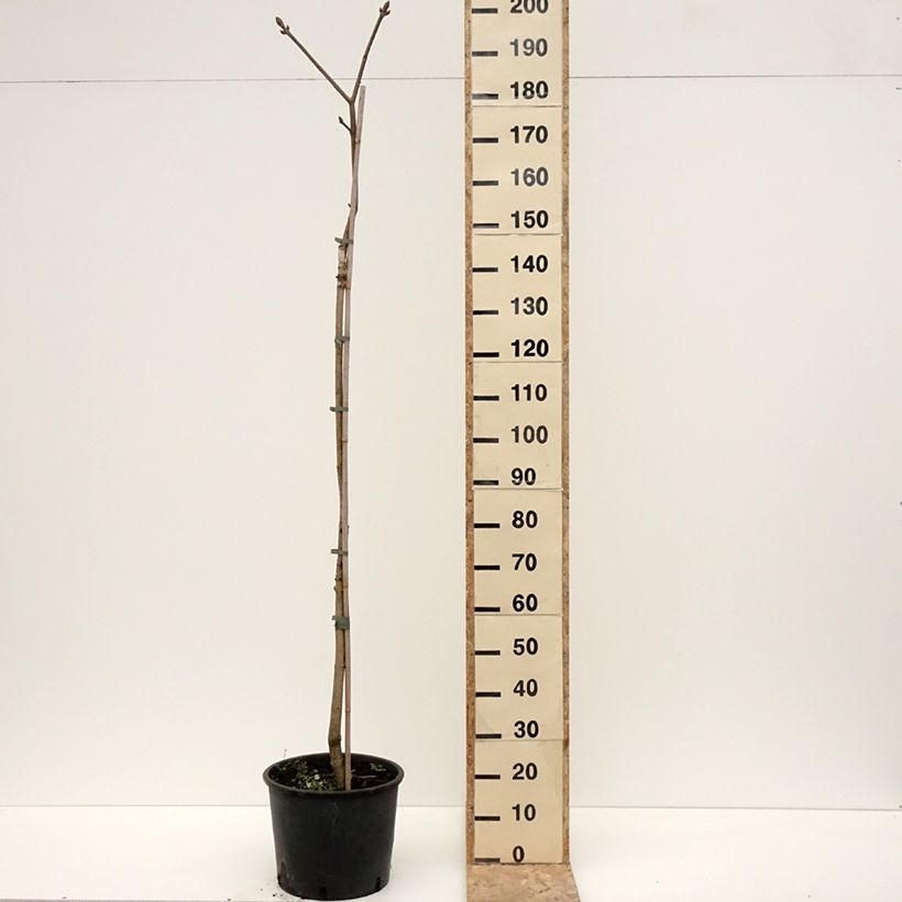 Aesculus flava - Pavier, Marronnier jaune Vaso da 20L/25L esemplare consegnato in inverno