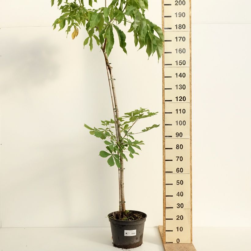 Aesculus flava - Ippocastano giallo Vaso da 20L/25L, Vaso impalcato esemplare consegnato in primavera