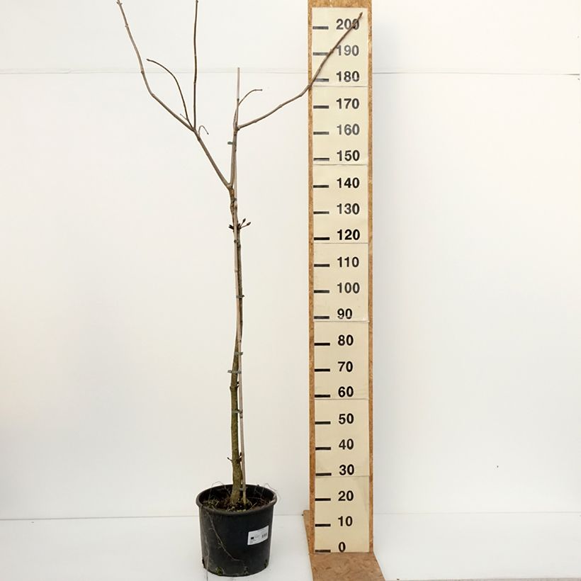 Esemplare di Aesculus flava - Ippocastano giallo Vaso da 20L/25L, Vaso impalcato come consegnato in autunno
