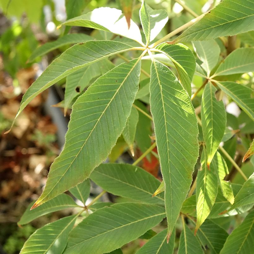 Aesculus glabra Herkenrode (Fogliame)
