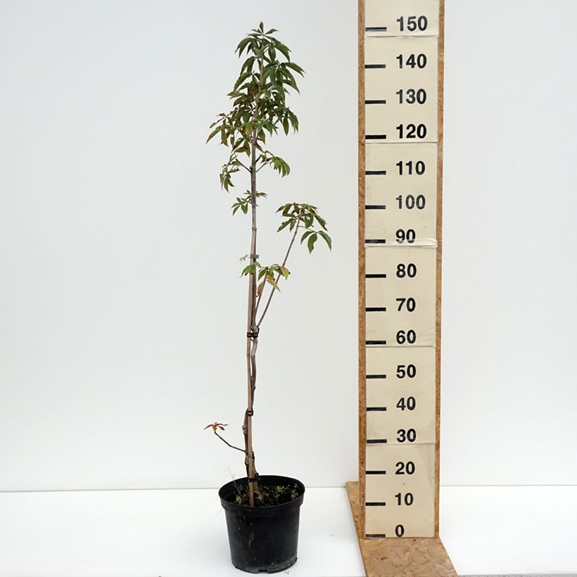 Esemplare di Aesculus glabra Herkenrode - Marronnier de l'Ohio Vaso da 7,5L/10L consegnato in estate