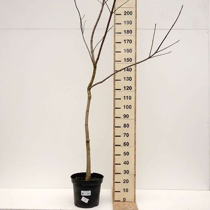 Aesculus glabra October Red Vaso da 20L/25L esemplare consegnato in inverno