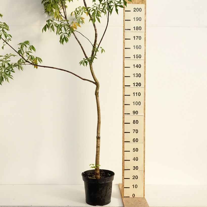 Aesculus glabra October Red Vaso da 20L/25L, Vaso impalcato esemplare consegnato in primavera