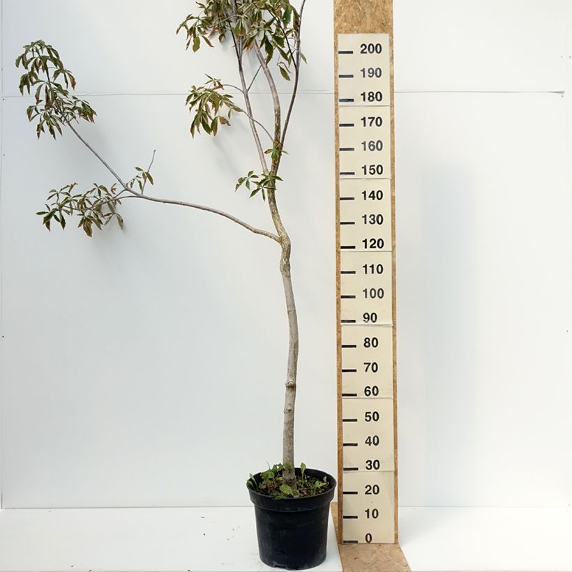 Esemplare di Aesculus glabra October Red - Marronnier de l'Ohio Vaso da 20L/25L consegnato in estate