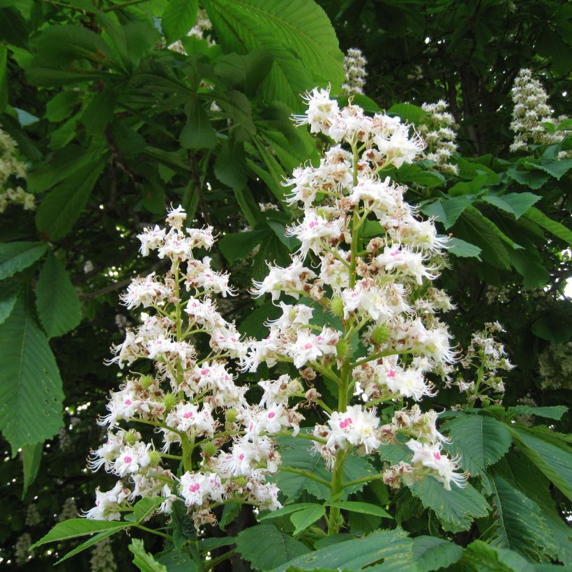 Aesculus hippocastanum (Fioritura)