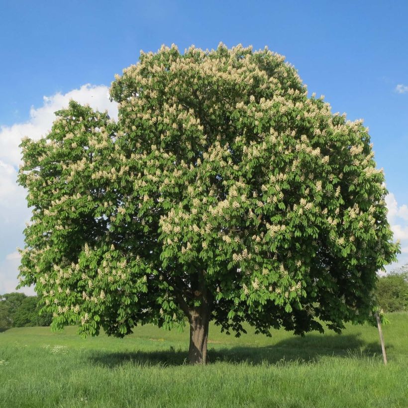 Aesculus hippocastanum (Porto)