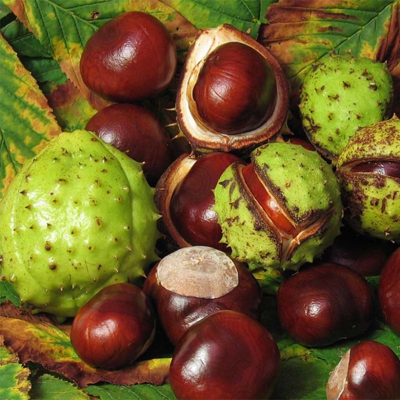 Aesculus hippocastanum (Raccolta)