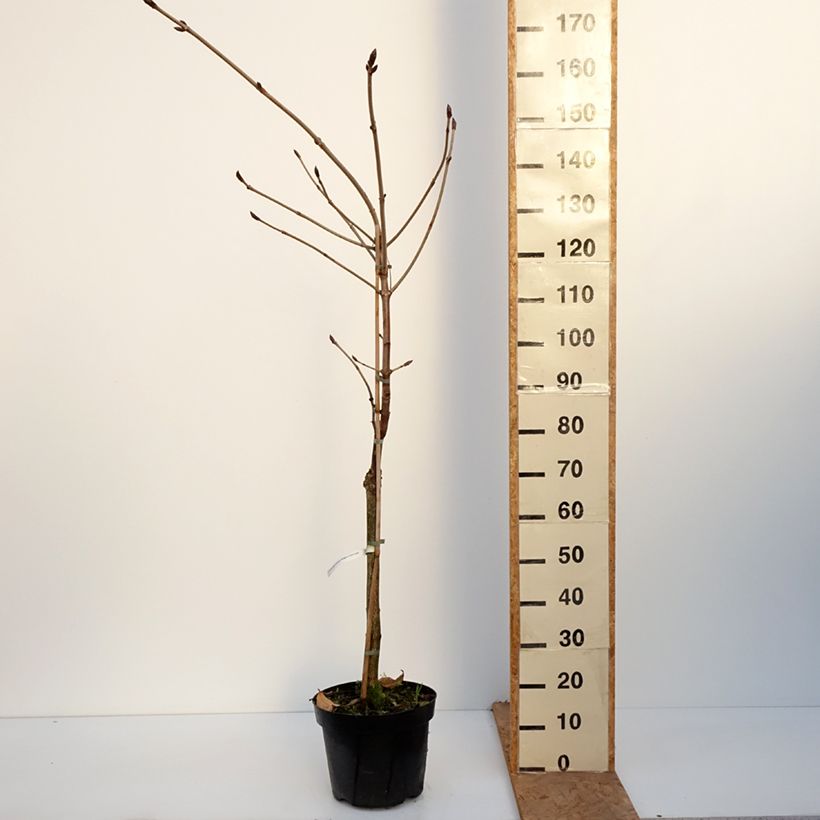 Esemplare di Aesculus hippocastanum Hampton Court Gold - Ippocastano Vaso da 4L/5L come consegnato in autunno