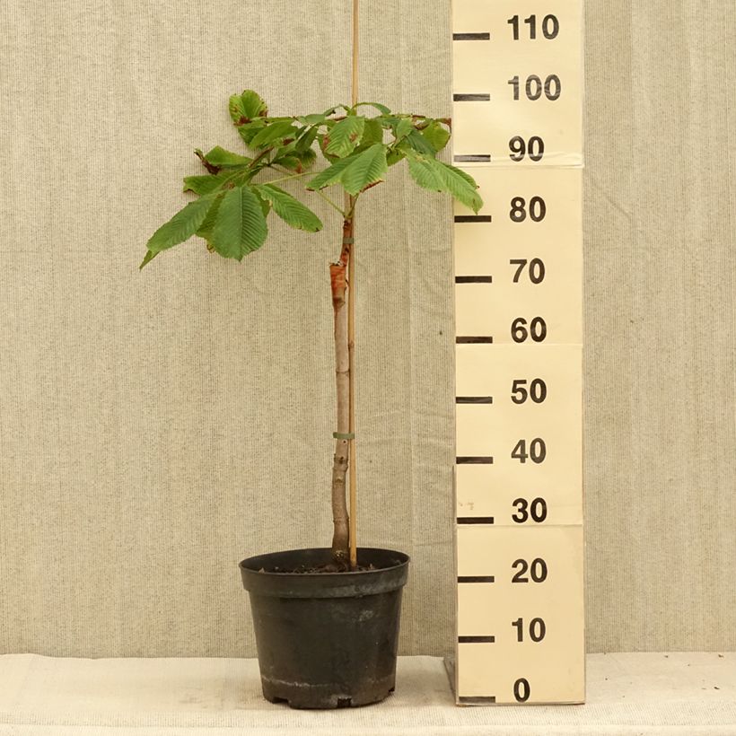 Esemplare di Aesculus hippocastanum Hampton Court Gold - Marronnier commun Vaso da 4L/5L consegnato in estate