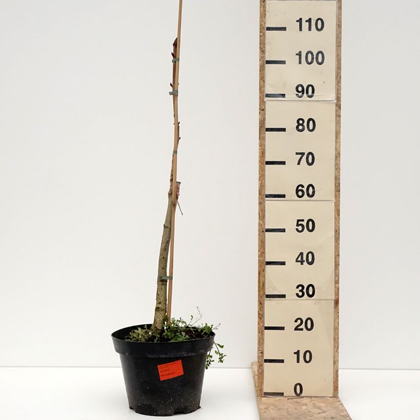 Aesculus hippocastanum Hampton Court Gold - Ippocastano Vaso da 4L/5L esemplare consegnato in inverno