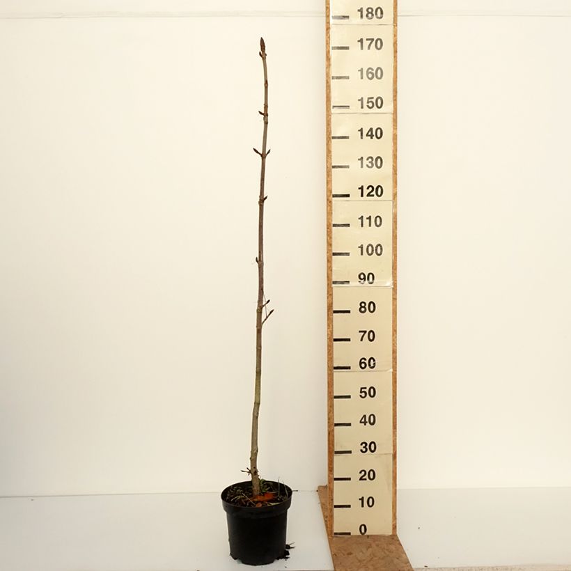 Esemplare di Aesculus hippocastanum Memmingeri - Ippocastano Vaso da 4L/5L come consegnato in autunno