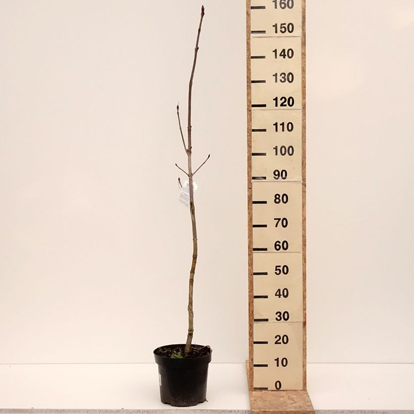 Aesculus hippocastanum Memmingeri - Marronnier commun Vaso da 4L/5L esemplare consegnato in inverno