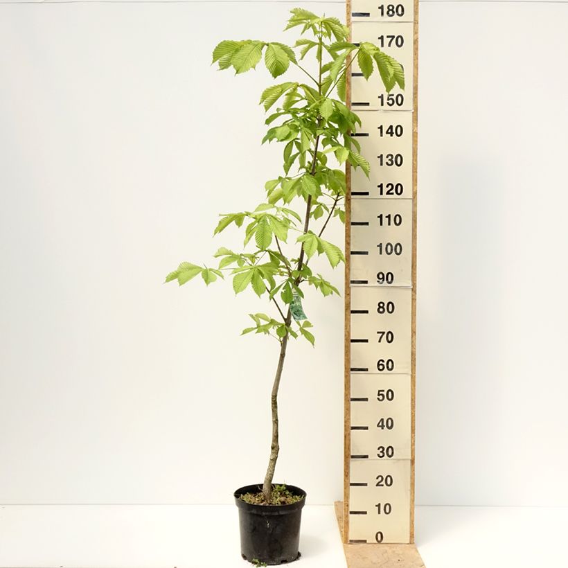 Aesculus hippocastanum Memmingeri - Ippocastano Vaso da 4L/5L esemplare consegnato in primavera