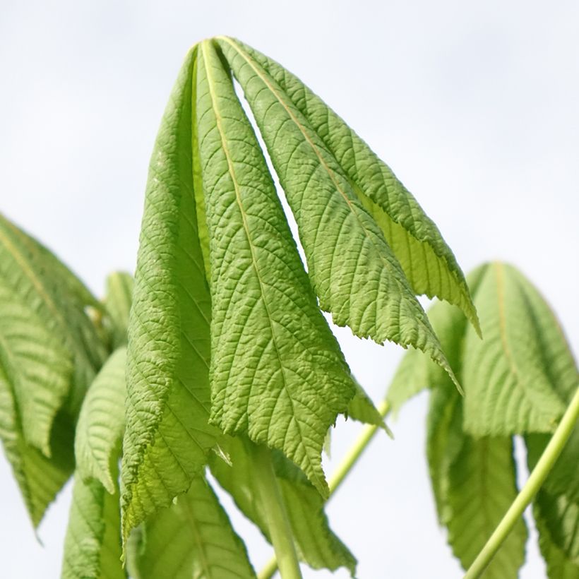 Aesculus hippocastanum Umbraculifera - Ippocastano (Fogliame)
