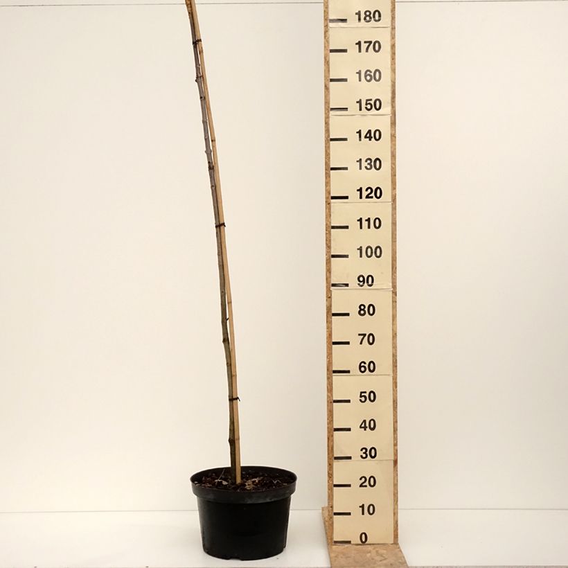 Aesculus hippocastanum Umbraculifera - Marronnier commun Vaso da 20L/25L esemplare consegnato in inverno