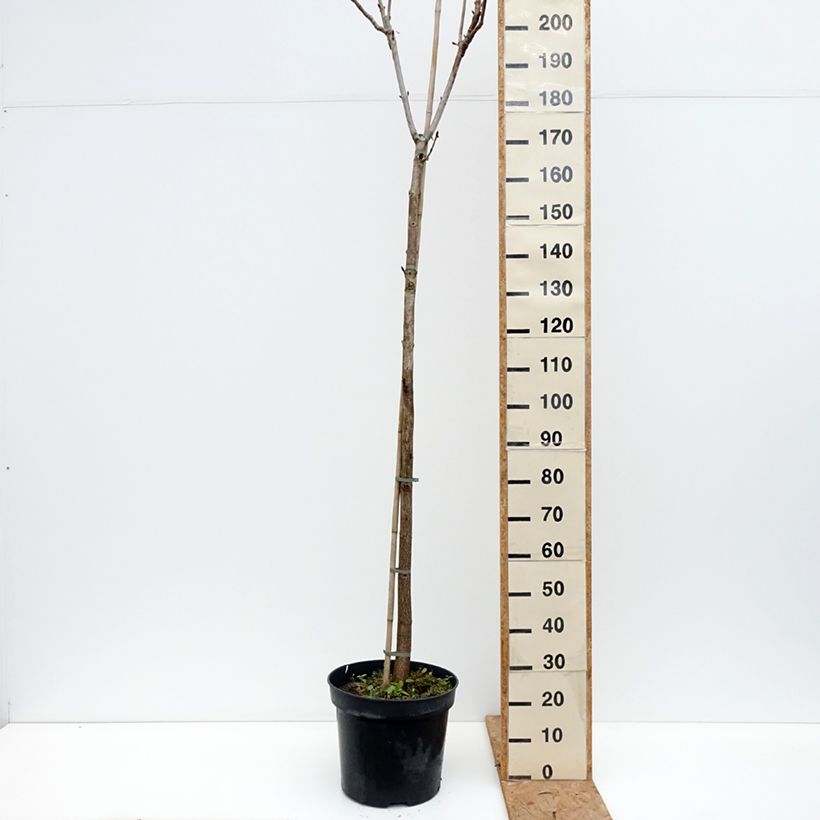 Esemplare di Aesculus hippocastanum Umbraculifera - Ippocastano Vaso da 20L/25L, Vaso impalcato come consegnato in autunno