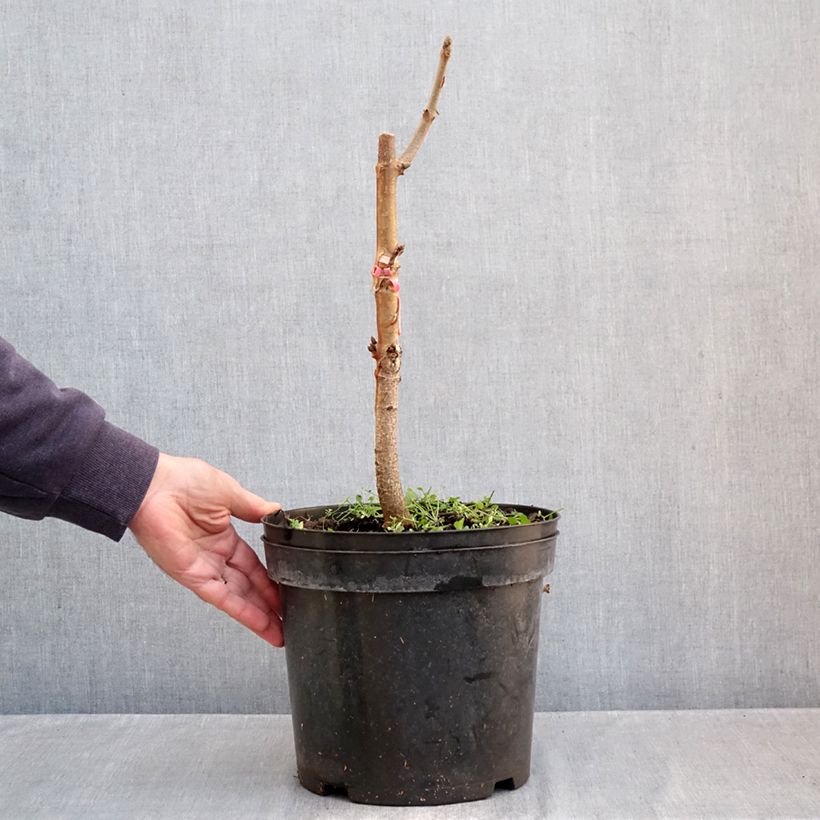 Esemplare di Aesculus indica Sydney Pearce - Ippocastano indiano Vaso da 7,5L/10L come consegnato in autunno