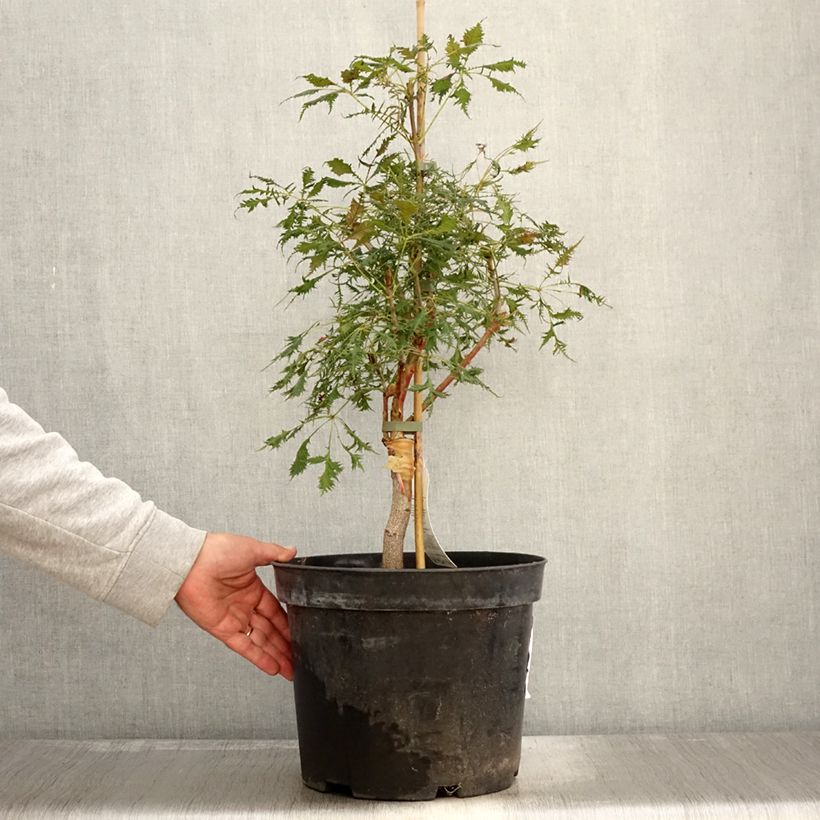 Esemplare di Aesculus Laciniata - Marronnier commun Vaso da 7,5L/10L come consegnato in autunno