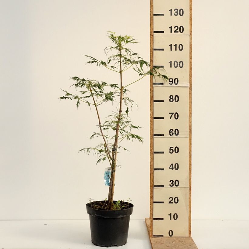 Esemplare di Aesculus Laciniata - Ippocastano Vaso da 7,5L/10L consegnato in estate