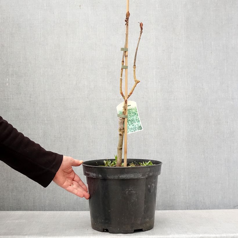 Aesculus Laciniata - Ippocastano Vaso da 7,5L/10L esemplare consegnato in primavera